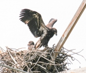 2016 06 11 WildLife MPLS 012
